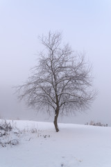 Trees in the fog winter field