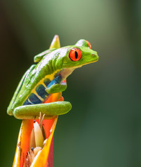 Red-eyed tree frog (Agalychnis callidryas) portrait, Alajuela, Costa Rica.