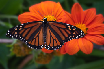 macro monarch butterfly