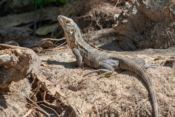 Black spiny-tailed iguana (Ctenosaura similis) portrait, Manuel Antonio National Park, Puntarenas, Costa Rica