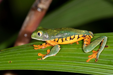 Super Tiger-leg monkey tree frog (Phyllomedusa tomopterna) climbing plants at night, Alajuela, Costa Rica.