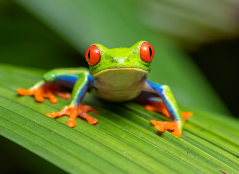 Red-eyed tree frog (Agalychnis callidryas) portrait, Alajuela, Costa Rica.