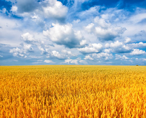 Wheat field against a blue sky