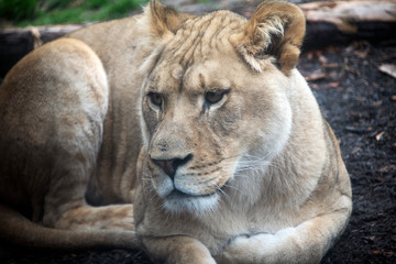 Fototapeta na wymiar Intent Lioness