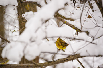 Yellowhammer bird on tree branch