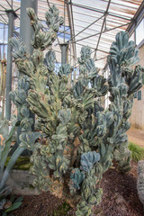 Fototapeta premium Cactus