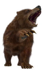 brown bear in a white background