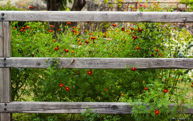 village marigold flower bed behind wooden fence floral garden concept 