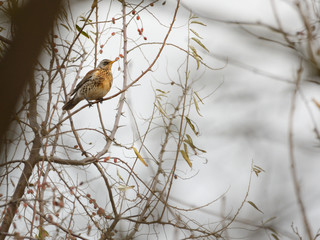 Fieldfare bird on the tree branch