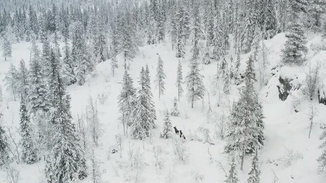 Moose in the winter forest