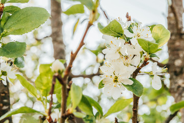 Beautiful white cherry blossom sakura flowers in spring time. Background with flowering cherry tree. Inspirational natural floral spring blooming garden or park. Colorful ecology nature landscape