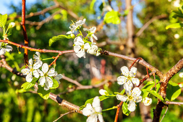 Beautiful white cherry blossom sakura flowers in spring time. Background with flowering cherry tree. Inspirational natural floral spring blooming garden or park. Colorful ecology nature landscape