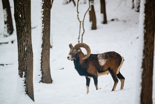 European mouflon ram in the winter forest