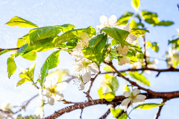 Beautiful white cherry blossom sakura flowers in spring time. Background with flowering cherry tree. Inspirational natural floral spring blooming garden or park. Colorful ecology nature landscape