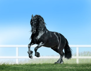 friesian horse runs free in summer paddock