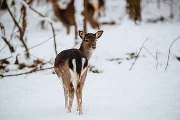 Fototapeta na wymiar Female fallow deer dama dama in the winter forest