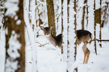 Female fallow deer dama dama in the winter forest