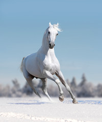 white arabian horse runs free in winter field