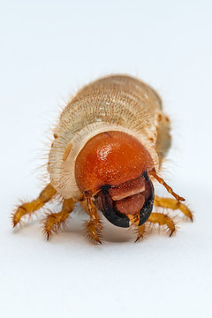 Image of grub worms, Coconut rhinoceros beetle (Oryctes rhinoceros), Larva on white background.