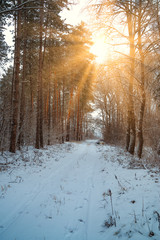 Road in winter forest and bright sunbeams