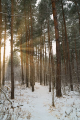 Dreamy Landscape with winter forest and bright sunbeams