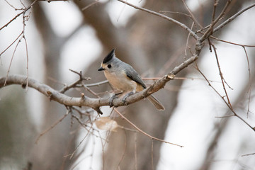 Small bird perched on branch