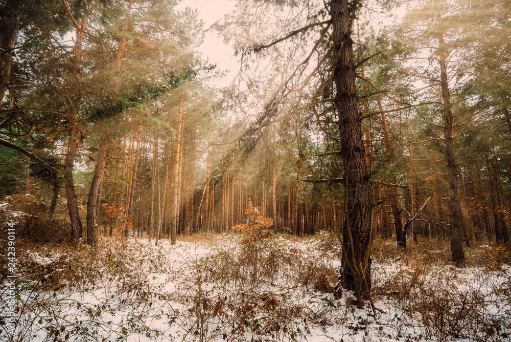 Wall mural dreamy landscape with winter forest and bright sunbeams