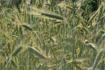 spikelet field