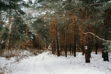 Road in winter pine forest