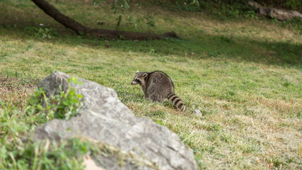 Naklejka premium Raccoon