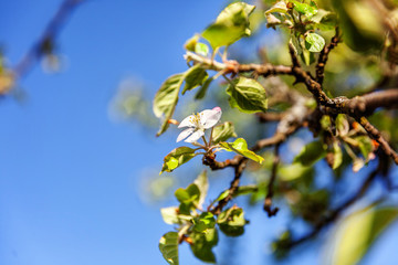 Beautiful white apple blossom flowers in spring time. Background with flowering apple tree. Inspirational natural floral spring blooming garden or park. Colorful ecology nature landscape