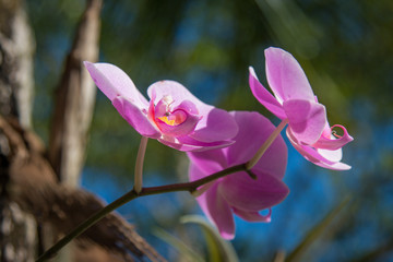 Pink orchid on the trunk of the tree with blurred background