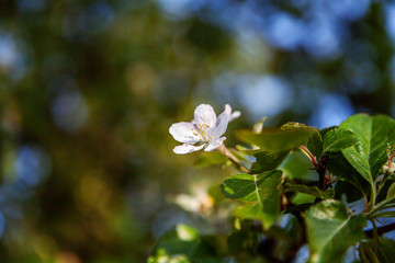 Beautiful white apple blossom flowers in spring time. Background with flowering apple tree. Inspirational natural floral spring blooming garden or park. Colorful ecology nature landscape