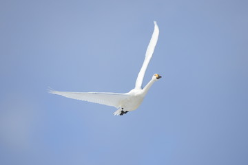 Fototapeta premium ハクチョウ Swan