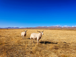 Two sheep with long twist horn standing and looking at camera with blue sky and snow mountain background in autumn sunny meadow, beautiful landscape of Ruoergai prairie in Gannan, China.