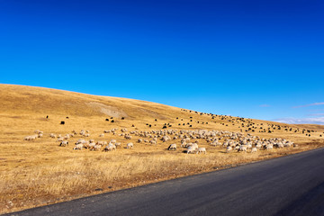 Flock of white sheep and black yaks grazing in autumn sunny meadow with blue sky and yellow mountain background , beautiful landscape of Ruoergai prairie in Gannan, China.