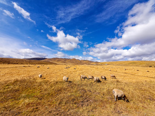 Flock of sheep grazing in autumn sunny meadow with blue sky and snow mountain background , beautiful landscape of Ruoergai prairie in Gannan, China.
