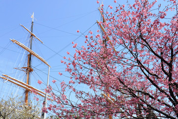横浜みなとみらい春風景、桜