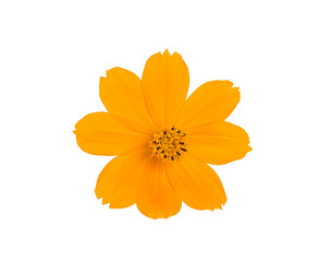 Yellow Cosmos flower isolated on white background.