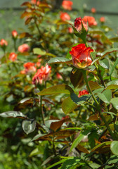 Roses Garden  