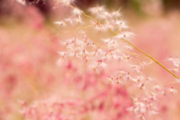 Pink flowers in the meadow 