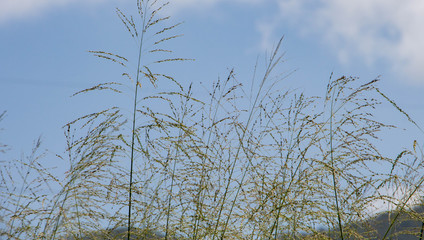 Shrub of the field 