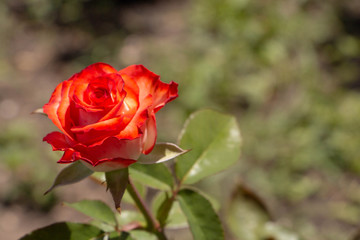 red rose