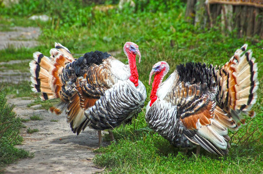 Turkey cock on yard