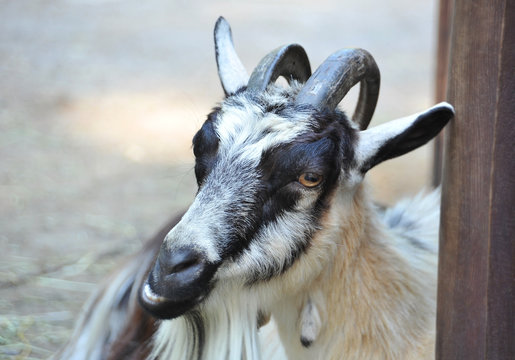 Goat in farm corral