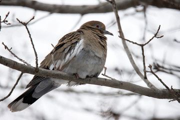 Dove in a tree