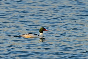 夕日を浴びながら優雅に泳ぐカワアイサオス