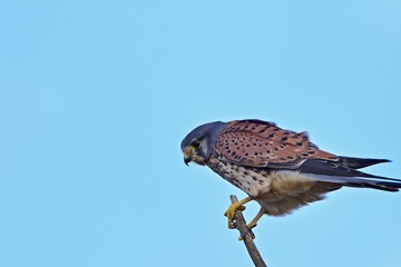 真剣な表情で餌を狙うチョウゲンボウ
