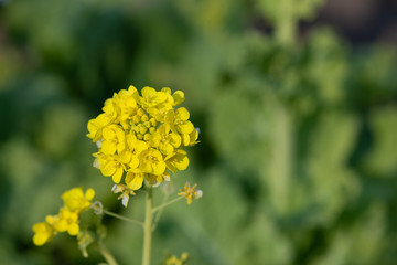黄色い菜の花