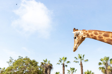Obraz premium Cute giraffe under the blue sky